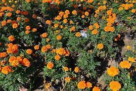 用多多益善造句大全 多多益善怎么造句子