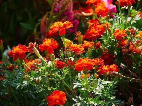 用志同道合造句四年级 志同道合的意思