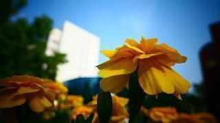 汗牛充栋的意思是什么.汗牛充栋造句,汗牛充栋反义词和近义词