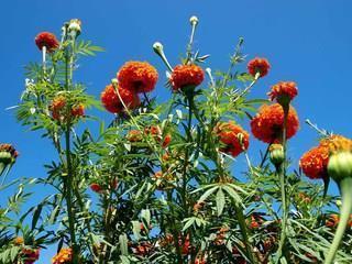 美好八月句子文案2021最新(精选78句)