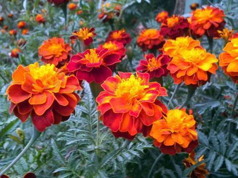 致爱人的唯美句子汇总84句