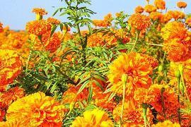 古风诗意的六个字的情侣网名大全