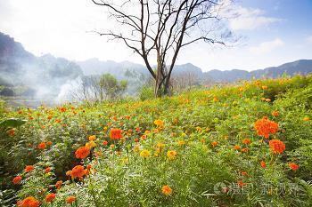 花落无声空叹息 脑壳痛的伤感句子(精选23句)