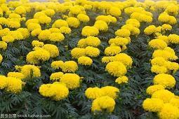国庆节朋友圈最火的文案 祝福祖国的话(精选43句)