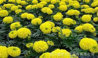 元旦2021朋友圈的温暖祝福说说77句