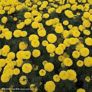 适合母亲节发的朋友圈说说(精选39句)