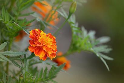 表达谷雨时节的唯美句子77句