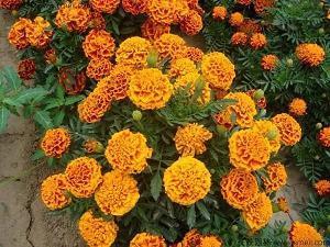 沧桑而简短的句子