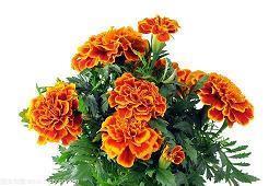 比较正能量的句子100句