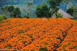 洒脱的人生态度的唯美句子合集56句