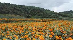 每天传递正能量的句子