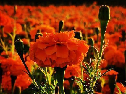 元旦贺卡祝福语大全