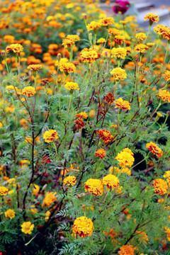 qq说说伤心唯美句子