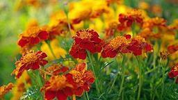 谚语大全小学五年级语文上册歇后语