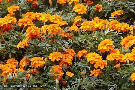 适合当代社畜的沙雕文案(精选41句)