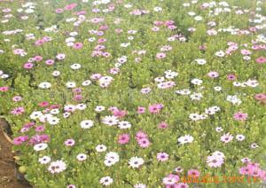 温馨的除夕夜祝福文案(精选63句)