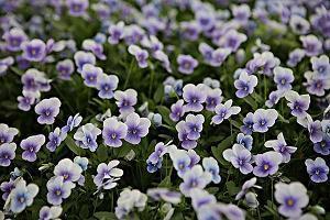 表达爱意的句子简短经典 冬天表白情话最暖心一段话收集26句