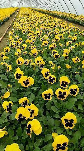 高冷带刺的句子大全_有关高冷,短句抖音句子收录19句