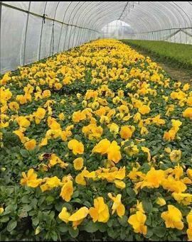 祝福祖国繁荣昌盛的句子(精选103句)