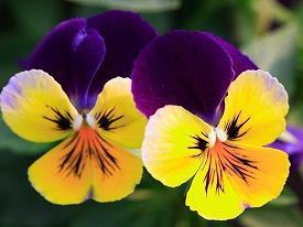 爱情宣言短句20个字短的爱情宣言(精选74句)