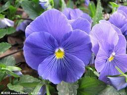 清明节哀思亲人的说说14句