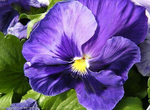 说说感慨爱情的句子 作为一个帅哥，我的帅是你不能直视的痛