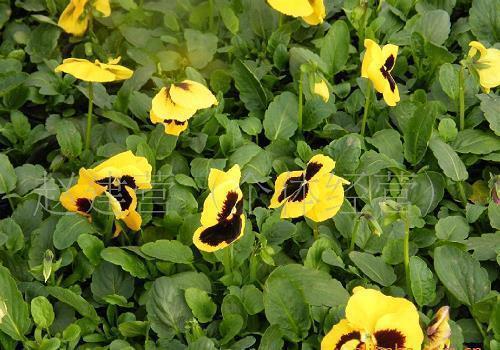 写进心里的鸡汤语录句子 心灵鸡汤经典语录励志