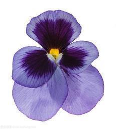 极度悲伤的句子