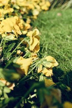 美得令人心碎的句子81句