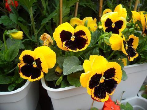 爱宝宝的唯美句子(精选31句)