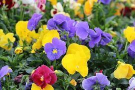 秋天个性唯美的摘抄句子 秋天收获的唯美句子(精选30句)