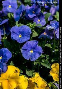 形容下棋的风雅句子 关于棋的名言