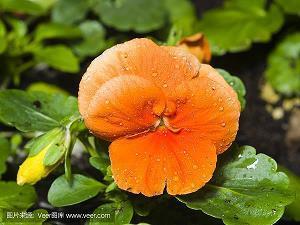 朝着目标前进的句子