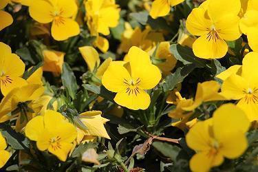 秋风微凉的朋友圈句子 秋天的心情短句(精选62句)