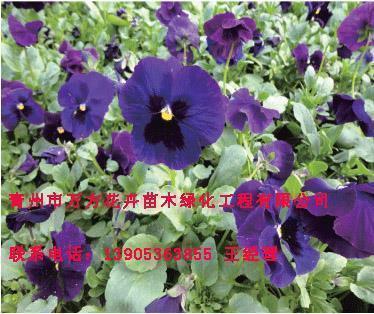 眼泪不值钱没人心疼的说说短句子