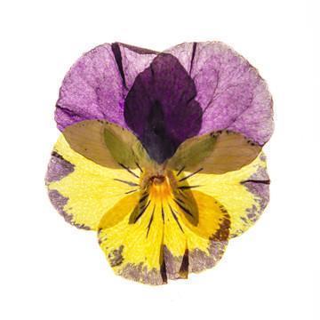 虎年除夕朋友圈怎么发 2022虎年祝福语新春贺词