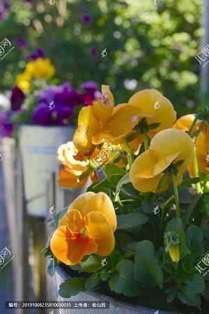 关于清明节的优美句子34句