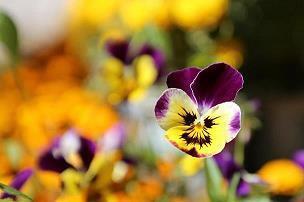 温柔治愈的语录 温柔治愈的情感语录