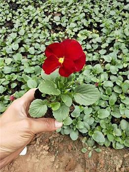 广播体操比赛口号(精选32句)