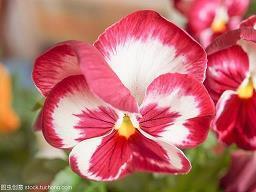 微信说说开心的句子大全唯美