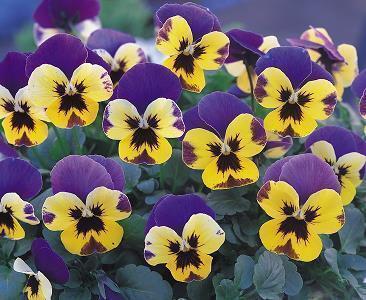 形容男孩开心快乐的句子 男生开心的句子说说心情