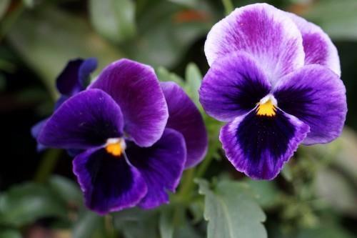 汗马功劳怎么造句大全