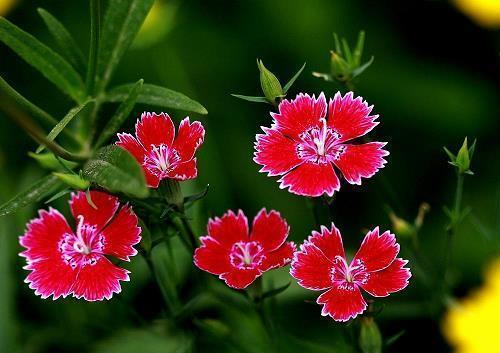 简单快乐的心情语录