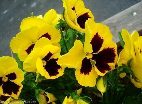 牛年春节朋友圈心情文案句子72句