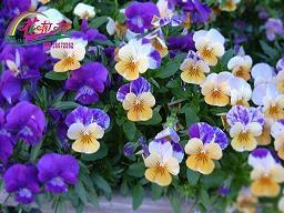 未来会更好的句子85句