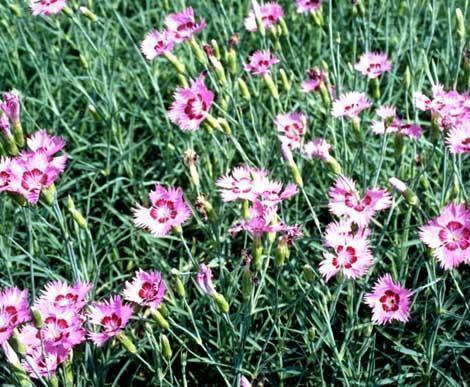 毕业季致青春的句子推荐76句