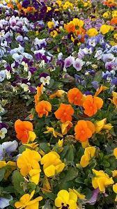 网上最近比较火的句子