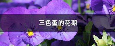 爱家的优美句子52句