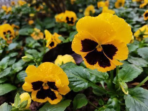 适合发给员工的生日文案(精选77句)