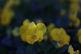 女人正能量美丽的句子